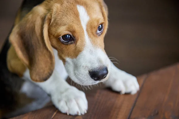 Hungry Pleading Look Beagle Puppy Direction Wooden Table Pretty Thoroughbred — Stock Photo, Image