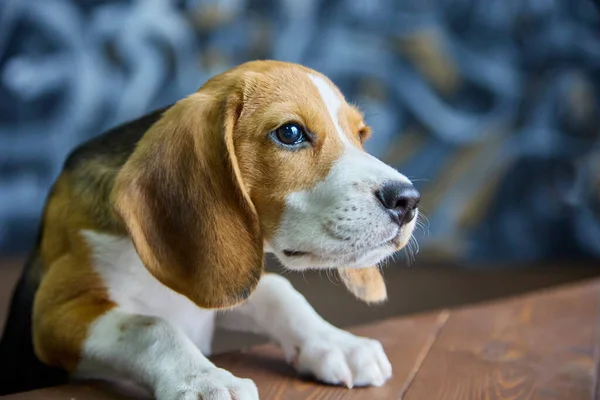 Hungry Pleading Look Beagle Puppy Direction Wooden Table Pretty Thoroughbred — Stock Photo, Image