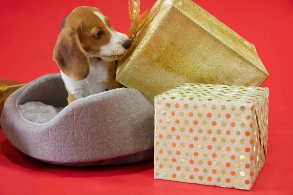 Beagle Puppy Red Background Pulls Gift Bow Its Fangs Looking — Stock Photo, Image