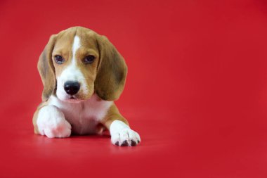 Beagle yavrusu kırmızı arka planda yatar ve kameraya bakar. Safkan köpek.