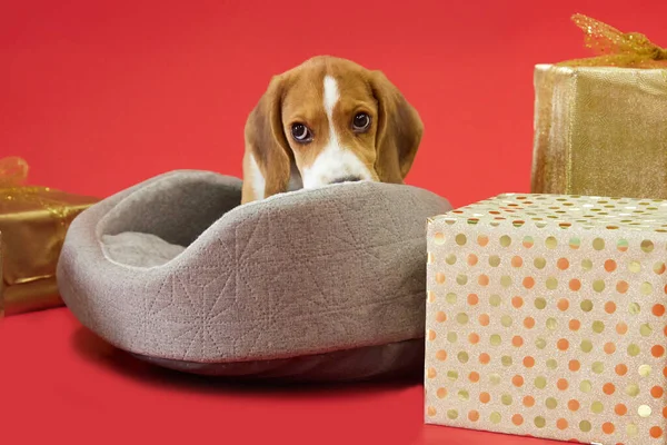 Beagle Puppy Big Eyes Red Background Christmas Gifts Dog Gift — Stock Photo, Image