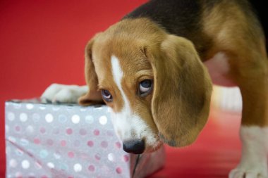 Kırmızı arka planda güzel paketlenmiş bir hediyeyi kemiren bir av köpeğinin yakın çekimi. Köpek bir Noel hediyesi açar..