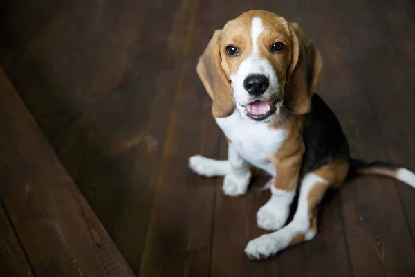 Funny Beagle Puppy Sitting Dark Wooden Floor Its Paws Spread — Stock Photo, Image