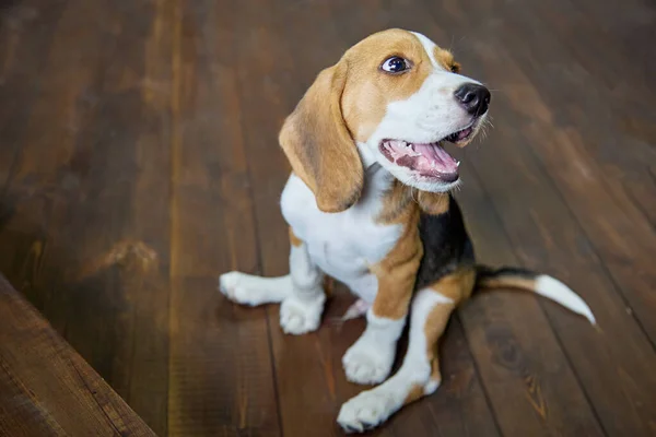 Funny Beagle Puppy Sitting Dark Wooden Floor Its Paws Spread — Stock Photo, Image