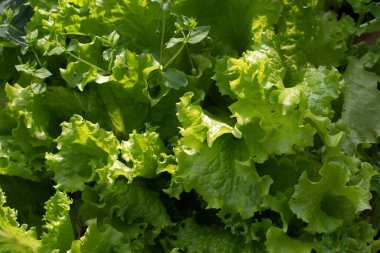 Taze yeşil marul yaprakları güneşin altındaki bahçede yetişir. Hasat et. Ülke teması.