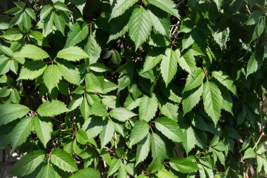 Bakire üzümlerinden yapılmış bir çit. Köy teması. Sebze arka planı.