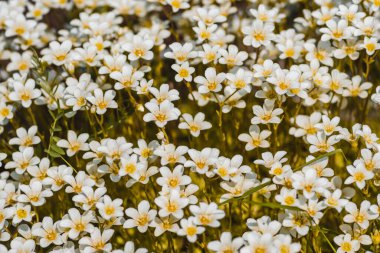 Dekoratif yosunlardan oluşan beyaz çiçekler. Bahçe ve sebze bahçesi. Çiçek tarlası.