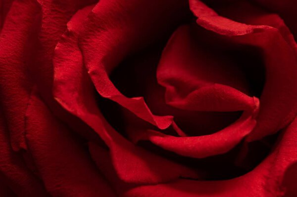 A beautiful rose of rich red color. Macro image. Floral background.
