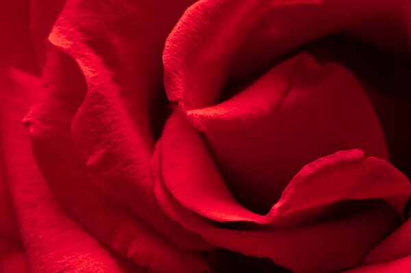 Bright red rose flower close-up. A romantic mood. Details.