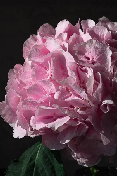 Pembe bir ortanca çiçeğinin koyu bir arka planda yakın plan görüntüsü.