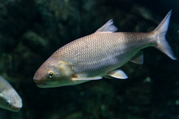 Pesce Grigio Del Fiume Nuota Nell Acqua Grande Acquario Primo — Foto Stock