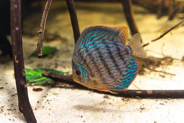 Discus Turkis Grande Pesce Blu Strisce Nuota Nell Acqua Dell — Foto Stock