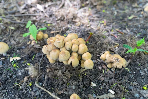 Psatirellaceae Család Gombája Korai Gombák Ehetetlenek Erdőben — Stock Fotó