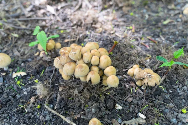 Seta Familia Psatirellaceae Las Setas Tempranas Son Comestibles Bosque —  Fotos de Stock