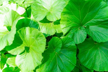 Güneşli havada dev bir dulavratın dev yaprakları