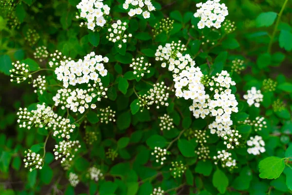 Bladverliezende Sierheester Van Rozenfamilie Een Kruising Tussen Kantonese Spiraea Driekleurige — Stockfoto