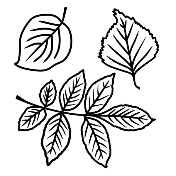 Zestaw liści w wektorze izolowany na białym tle w stylu bazgrołów. Liście jesionu, jabłka i brzozy. — Wektor stockowy