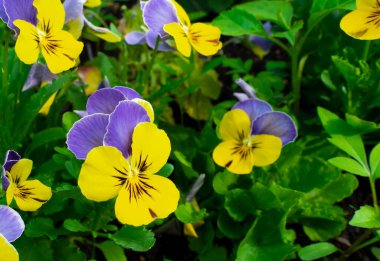 Violet Tricolor hanım evlatları. Sebze çiçeği arkaplanı.