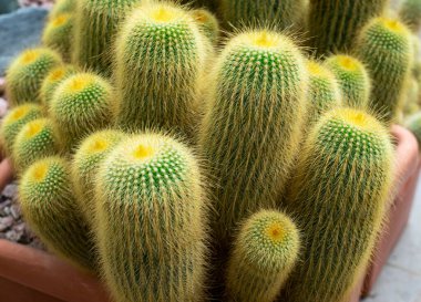 Kaktaceae Notocactus leninghausii yakın çekim görüntüsü. Sebze arka planı.