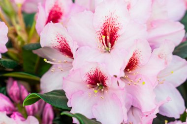 Rododendron pembe bitkisi, Heather familyasından bir bitki cinsidir..