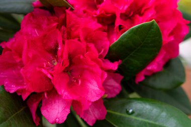 Rhododendron açelya, Heather Bitkisi familyasından bir bitki cinsidir..