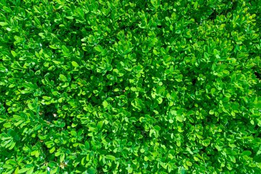 Evergreen Boxwood, Boxwood familyasından bir ağaç bitkisidir. Sebze yeşili arka plan.