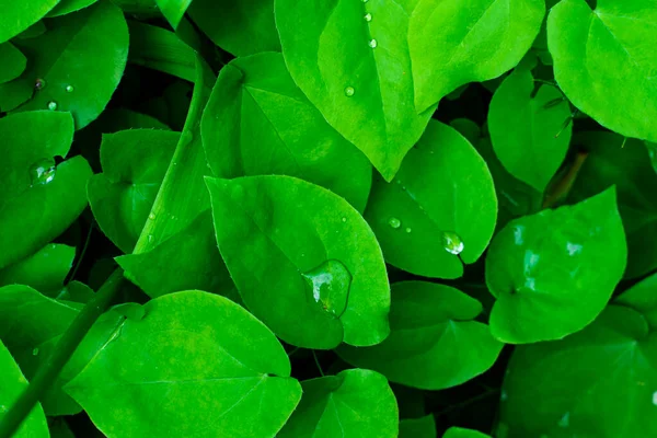 Las hojas verdes con las gotas de agua se cierran - hasta el marco completo. Fondo verde vegetal. Espacio para tu texto. — Foto de Stock