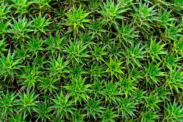 Abromeitiella lorentziana cactus close-up. Plantaardige groene achtergrond. — Stockfoto