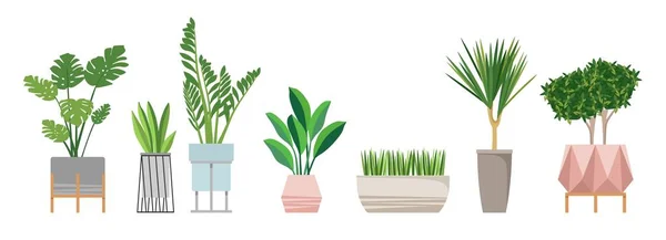 Un ensemble de plantes d'intérieur à la mode pour la maison. Isolé sur fond blanc. Dracaena, monstera, buis, chlorophytum, spatifilum, ficus benjamin, ananas, zamiokulkas. Vecteur plat couleur — Image vectorielle