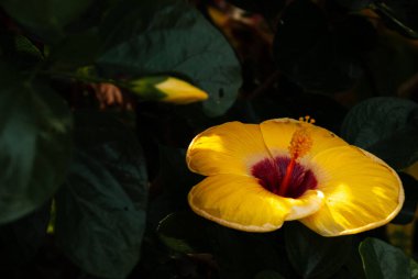 Aydınlığa ve gölgelere karşı çekilen bir çiçeğin sarı taç yaprakları.