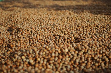 Fındıkları kapatın. Fındık kompozisyonu ve sırt çantası. Türk fındığı. organik doğal gıdalar. Elleriyle fındık alıyor. Sağlıklı yiyecekler..
