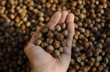Fındıkları kapatın. Fındık kompozisyonu ve sırt çantası. Türk fındığı. organik doğal gıdalar. Elleriyle fındık alıyor. Sağlıklı yiyecekler..