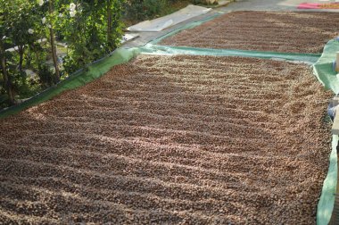 Fındıkları kapatın. Fındık kompozisyonu ve sırt çantası. Türk fındığı. organik doğal gıdalar. Elleriyle fındık alıyor. Sağlıklı yiyecekler..