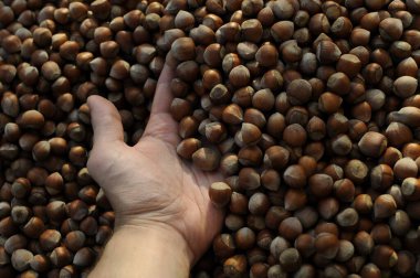 Fındıkları kapatın. Fındık kompozisyonu ve sırt çantası. Türk fındığı. organik doğal gıdalar. Elleriyle fındık alıyor. Sağlıklı yiyecekler..