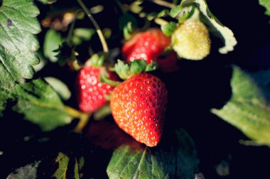 Meyve çiftliğindeki çilek tarlası. Güneşli bir günde taze çilek çiftliği. Çilek Türkiye 'nin Çanakkale kentinde arkaplanda dosyalandı.