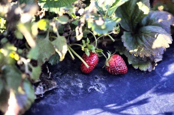 Strawberry field on fruit farm. Fresh strawberry plantation on a sunny day. Strawberry filed in background in Canakkale, Turkey.