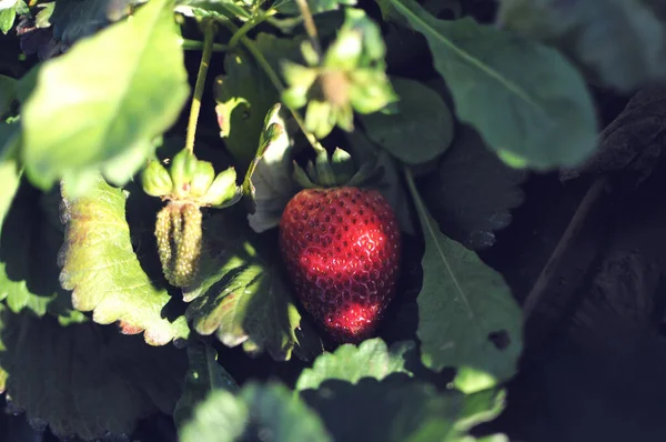 Strawberry field on fruit farm. Fresh strawberry plantation on a sunny day. Strawberry filed in background in Canakkale, Turkey.