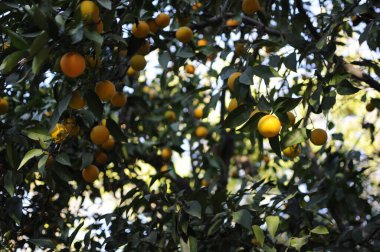 Vitamin dolu yeşil ve güzel bir mandalina ağacı. Güneşli bir günde ağaçta olgun mandarina meyveleri.
