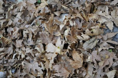 Güzel Autum yaprakları yerde. Sonbahar akçaağaç yapraklarının dokusu. Sonbahar parkında çekilmiş..