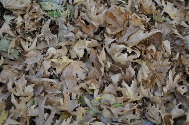 Güzel Autum yaprakları yerde. Sonbahar akçaağaç yapraklarının dokusu. Sonbahar parkında çekilmiş..