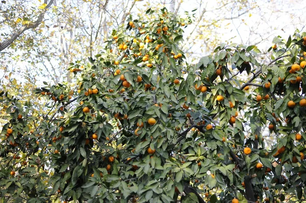 Green Beautiful Mandarin Tree Full Vitamins Mature Mandarina Fruits Tree — Stock Photo, Image