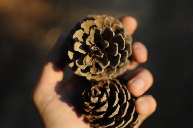 Ellerinde çam kozalakları, Pinus pinaster, çam iğnelerinden geçen güneş ışınları. Ağaç dalları üzerinde yeşil kozalaklı kozalaklı sedir ağacı. Güneş ışığı..