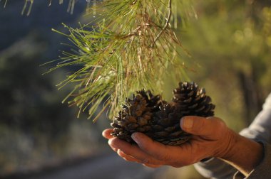 Ellerinde çam kozalakları, Pinus pinaster, çam iğnelerinden geçen güneş ışınları. Ağaç dalları üzerinde yeşil kozalaklı kozalaklı sedir ağacı. Güneş ışığı..