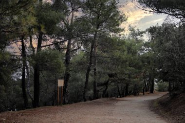Kucukkuyu Assos, Canakkale 'deki Zeus sunağına giden toprak yolda çam ağaçları. Zeus Altar, İlkbahar sabahı Kazdagi Dağı 'nda, Adatepe Köyünde..
