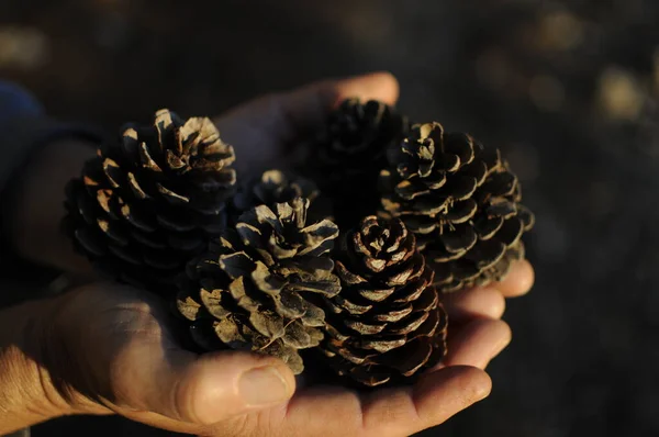 Pine cones on the hands, Pinus pinaster, with the sun rays that pass through the pine needles. Green coniferous cedar ripe pine cones on tree branch forest sunlight.