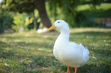 Çimlerde beyaz tatlı ördek 