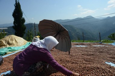 GRESUN, TURKEY - 27 Ağustos 2018; Taze fındık kurumayı bekliyor ve insanlar geleneksel Karadeniz köyünde zayıf ve boş fındıkları çıkarıyorlar