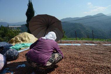 GRESUN, TURKEY - 27 Ağustos 2018; Taze fındık kurumayı bekliyor ve insanlar geleneksel Karadeniz köyünde zayıf ve boş fındıkları çıkarıyorlar