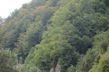 Fındık Dağı ve Türkiye 'nin kuzeyindeki Karadeniz bölgesinde birlikte yeşil bir yol.