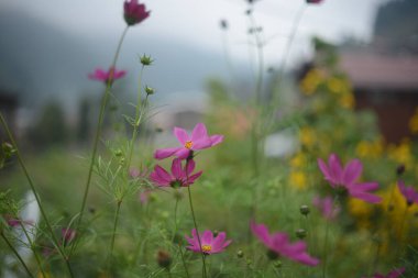 Ön planda, Rize 'deki Ayder platosundan peyzaj çiçekleri bulunuyor. (Yayla cicekleri)